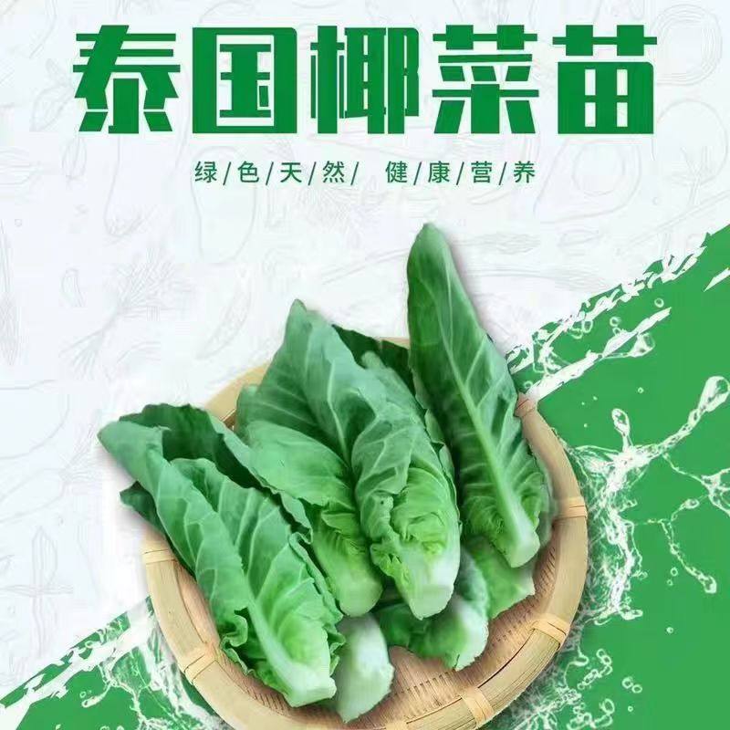 新鲜椰菜苗雪莲苗高端酒店特色食材泰国椰菜苗新鲜蔬菜雪莲芯