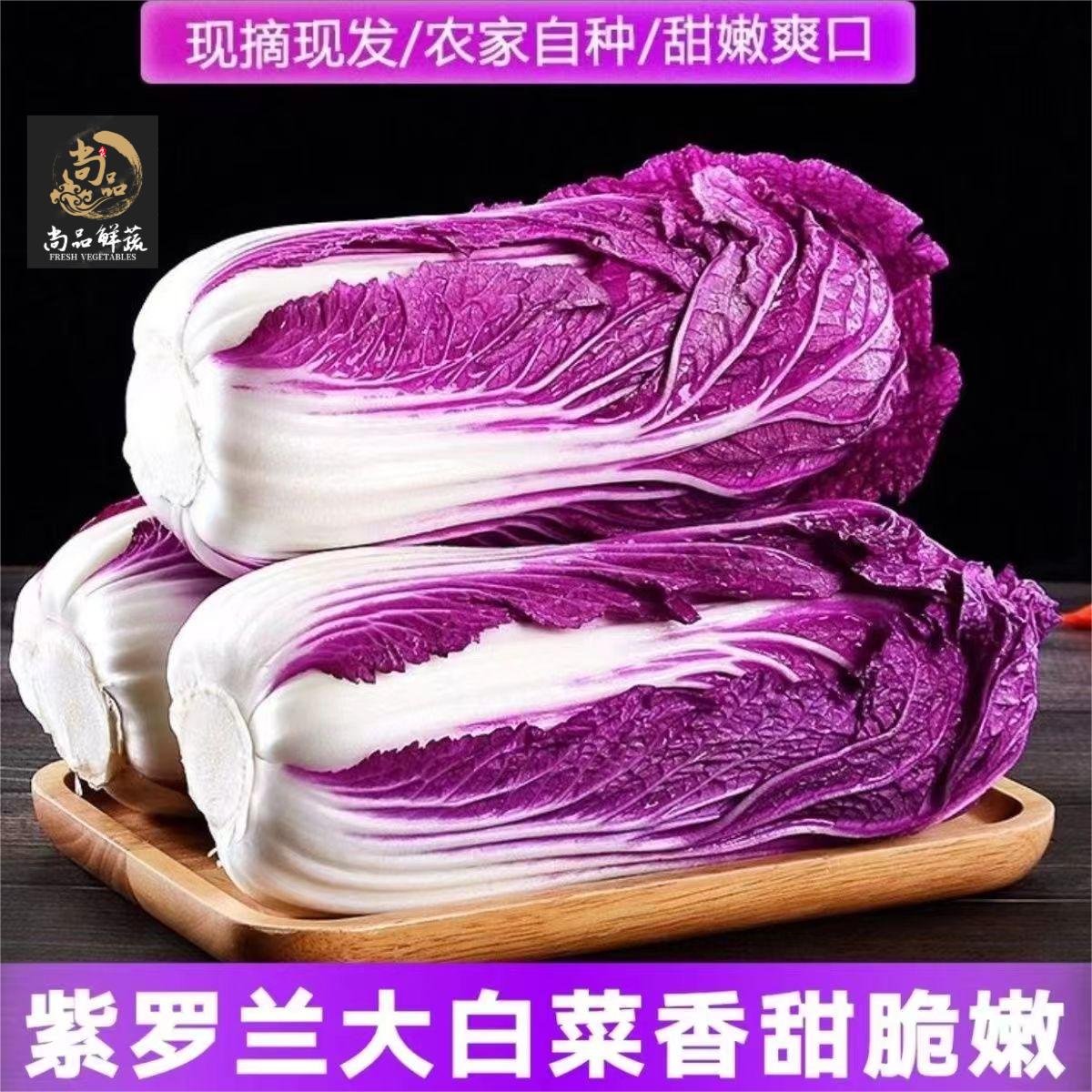 紫色白菜紫白菜爽脆多汁蔬菜沙拉