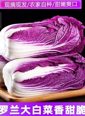 新鲜紫色大白菜紫白菜红白菜紫色包菜西餐蔬菜沙拉一颗500g左右