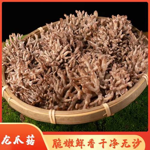 珊瑚菌龙爪菇脆嫩爽口