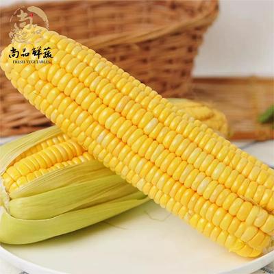 云南水果玉米甜糯玉米脆嫩爆浆