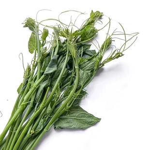 新鲜龙须菜新鲜蔬菜洋瓜尖应季食用酒店特菜500克 丝瓜尖佛手瓜尖