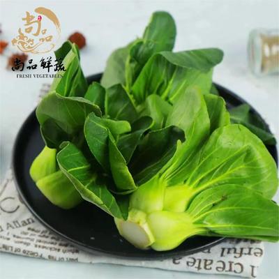 崇明上海青矮脚青菜细嫩清甜