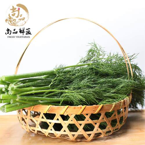 新鲜莳萝草刁草洋茴香西餐香料