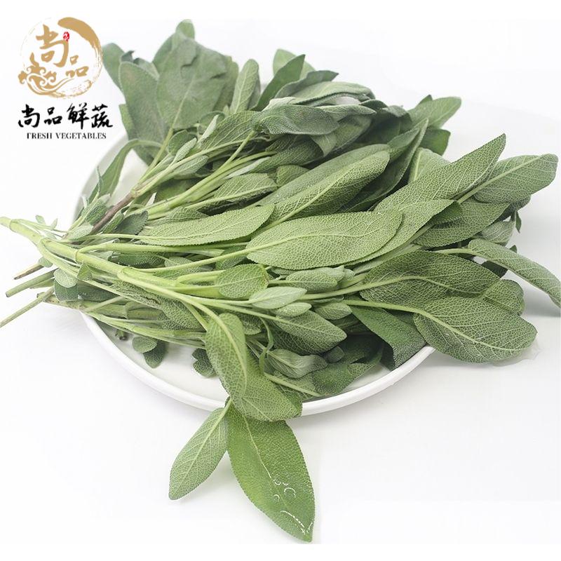 新鲜鼠尾草西餐香料香草南丹参