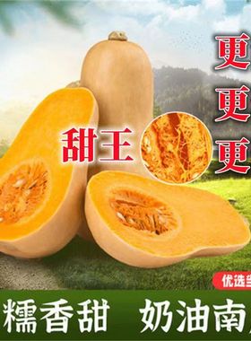 阿根廷新鲜奶油南瓜灰胡桃南瓜一只装Butternut Squash迷你小南瓜