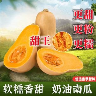 阿根廷新鲜奶油南瓜灰胡桃南瓜一只装Butternut Squash迷你小南瓜