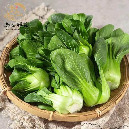 上海青菜宁夏小青菜叶嫩鲜甜软糯