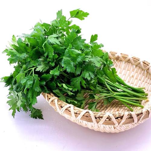 新鲜欧芹香芹荷兰芹叶绿茎嫩