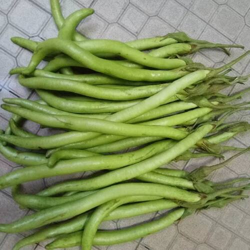 新鲜盐步秋茄子粤菜食材青茄子