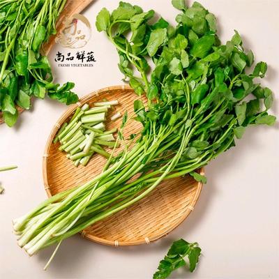 新鲜崇明水芹菜野芹菜叶绿茎嫩