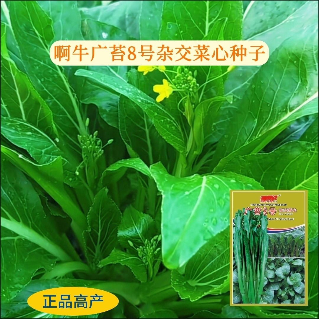 啊牛广苔8号杂交菜心青菜菜籽种家庭园艺种子