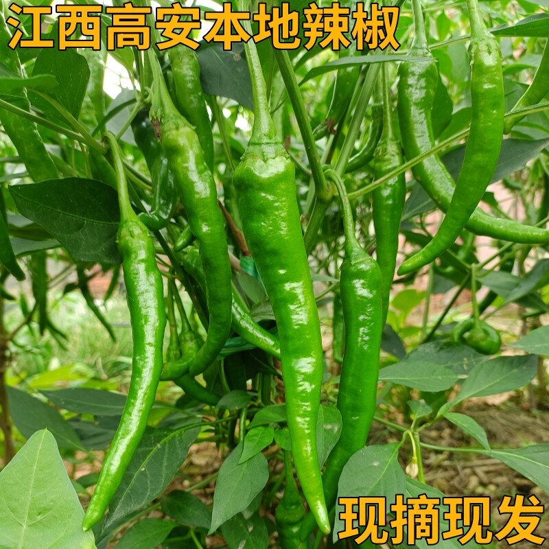 新鲜辣椒农家自种江西本地土特辣青红辣椒现摘现发下饭菜可做剁椒