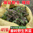 秦岭野生荠菜陕西新鲜露天荠菜地丁菜农村野菜当季 现挖现发4斤装