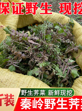 秦岭野生荠菜陕西新鲜露天荠菜地丁菜农村野菜当季现挖现发4斤装