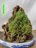 小型吸水石流水假山绿植摆件真石头原石盆景其它园艺用品 促销 费 免邮