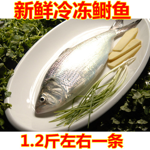 新鲜冷冻鲥鱼海鲜斤左右每条