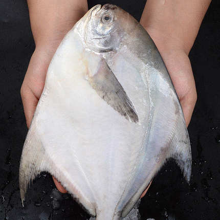 1斤1条东海大鲳鱼新鲜冷冻白鲳鱼银鲳鱼 平鱼 扁鲳鱼海鲜水产