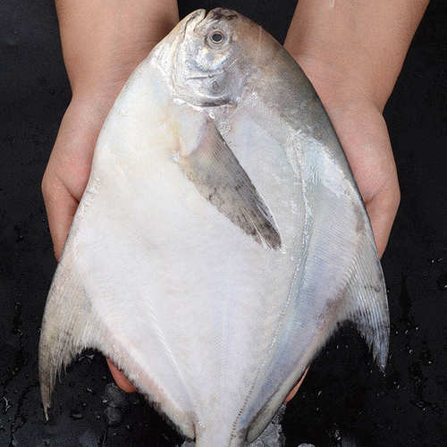 1斤1条东海大鲳鱼新鲜冷冻白鲳鱼银鲳鱼 平鱼 扁鲳鱼海鲜水产 - 封面