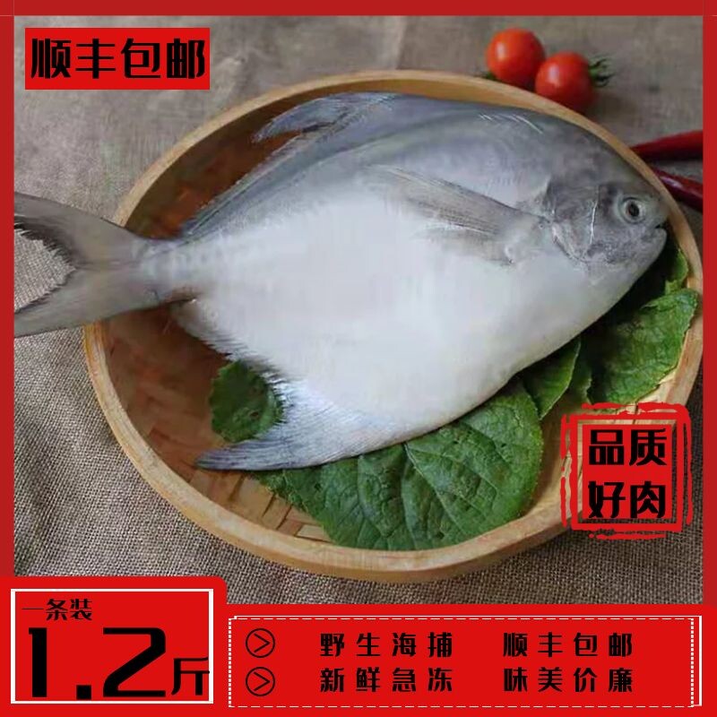 1.2斤一条整装新鲜银白顺丰鲳鱼