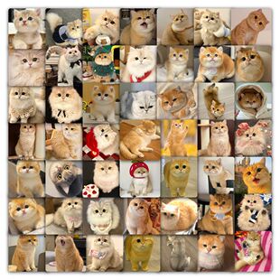 59张金渐层猫咪贴纸可爱呆萌女孩儿童装饰手机壳桌面防水封口贴画