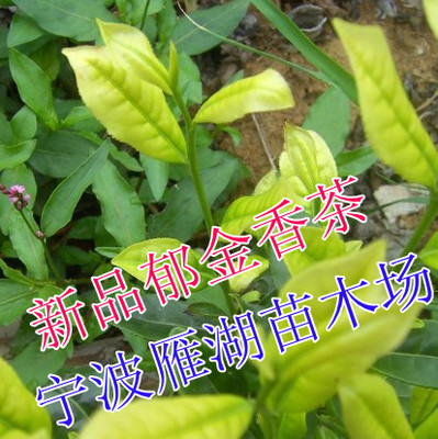 御金香茶树苗 郁金香茶苗 黄金芽茶苗 茶叶树苗 绿茶苗可做乌龙茶