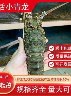 鲜活生猛小青龙龙虾海鲜水产全国充氧活发肉质饱满鲜甜顺丰包邮