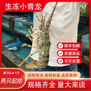 生冻小青龙新鲜速冻海鲜水产小龙虾现冻青龙仔食用水产越南大龙虾