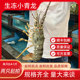 生冻小青龙新鲜速冻海鲜水产小龙虾现冻青龙仔食用水产越南大龙虾