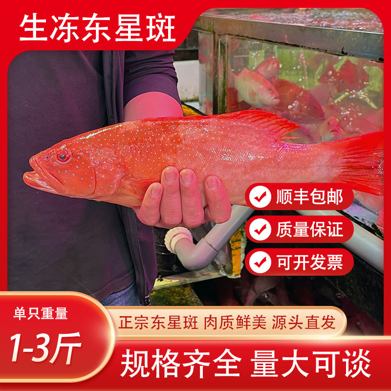 东星斑鲜活速冻水产大红