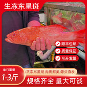 东星斑鲜活速冻海鲜水产红石斑鱼超大冰鲜海鱼海产品