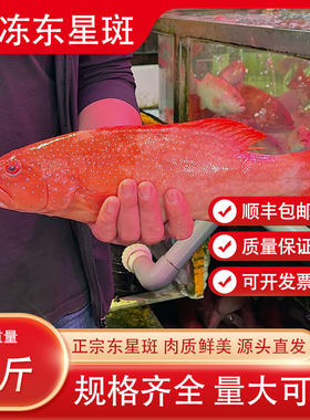 东星斑鲜活速冻水产大红