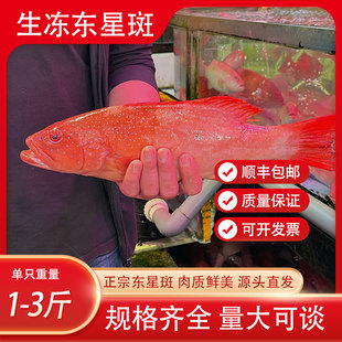东星斑鲜活速冻海鲜水产红石斑鱼超大冰鲜海鱼海产品