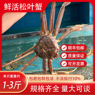 鲜活松叶蟹活体发货新鲜超大板蟹长脚蟹鲜活鳕蟹食用水产海鲜