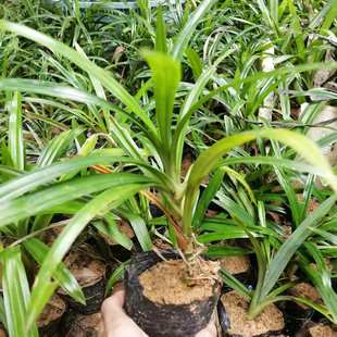 海南斑斓叶苗（10棵起拍，北方不发货）