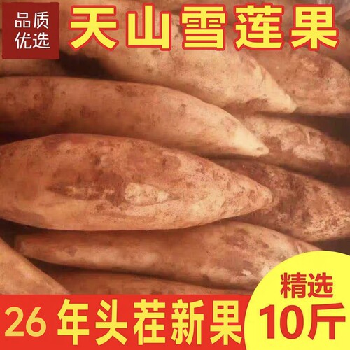 西南特产云南天山雪莲果现挖现发