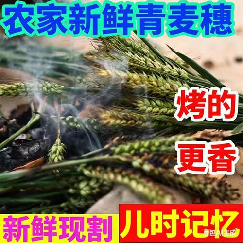 26年新鲜青麦穗农家绿麦穗儿商用烤麦子现货小麦穗插花真麦穗包邮