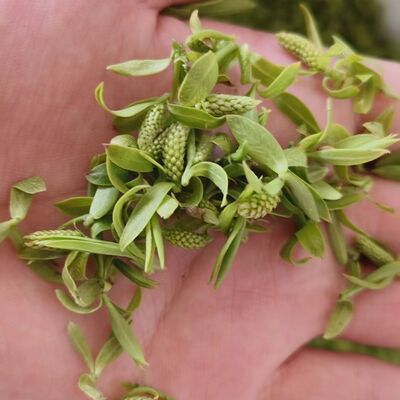 26年新鲜现采野生柳树芽嫩柳絮柳尖蒸菜凉拌柳树叶柳絮儿春菜野菜