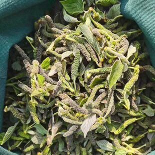 26年新鲜构树穗现摘楮不揪河南农家蒸野菜食用构蒲穗楮树花包邮