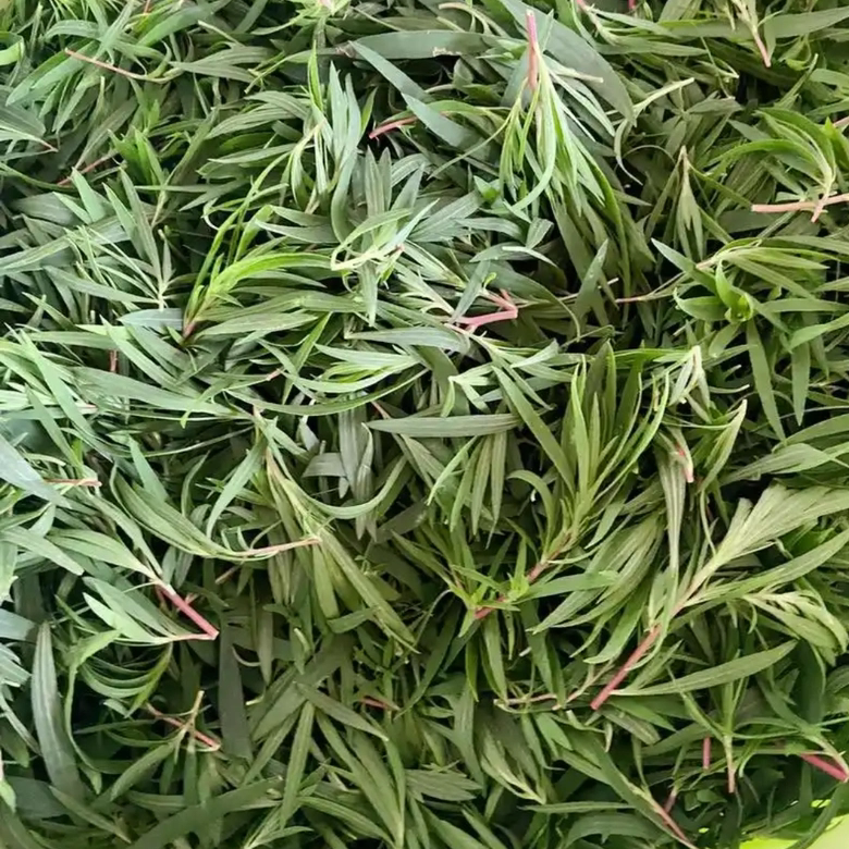 25年新鲜扫帚菜野生扫把子农家现摘地肤草四季野菜商用冰鲜包邮