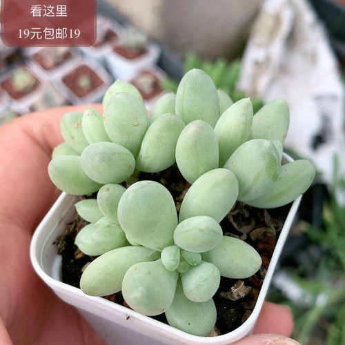 萤火虫奶酪
