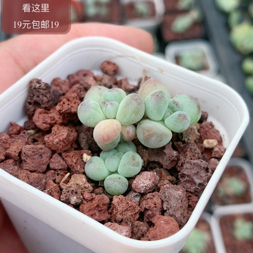 萤火虫奶酪