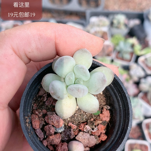 萤火虫奶酪
