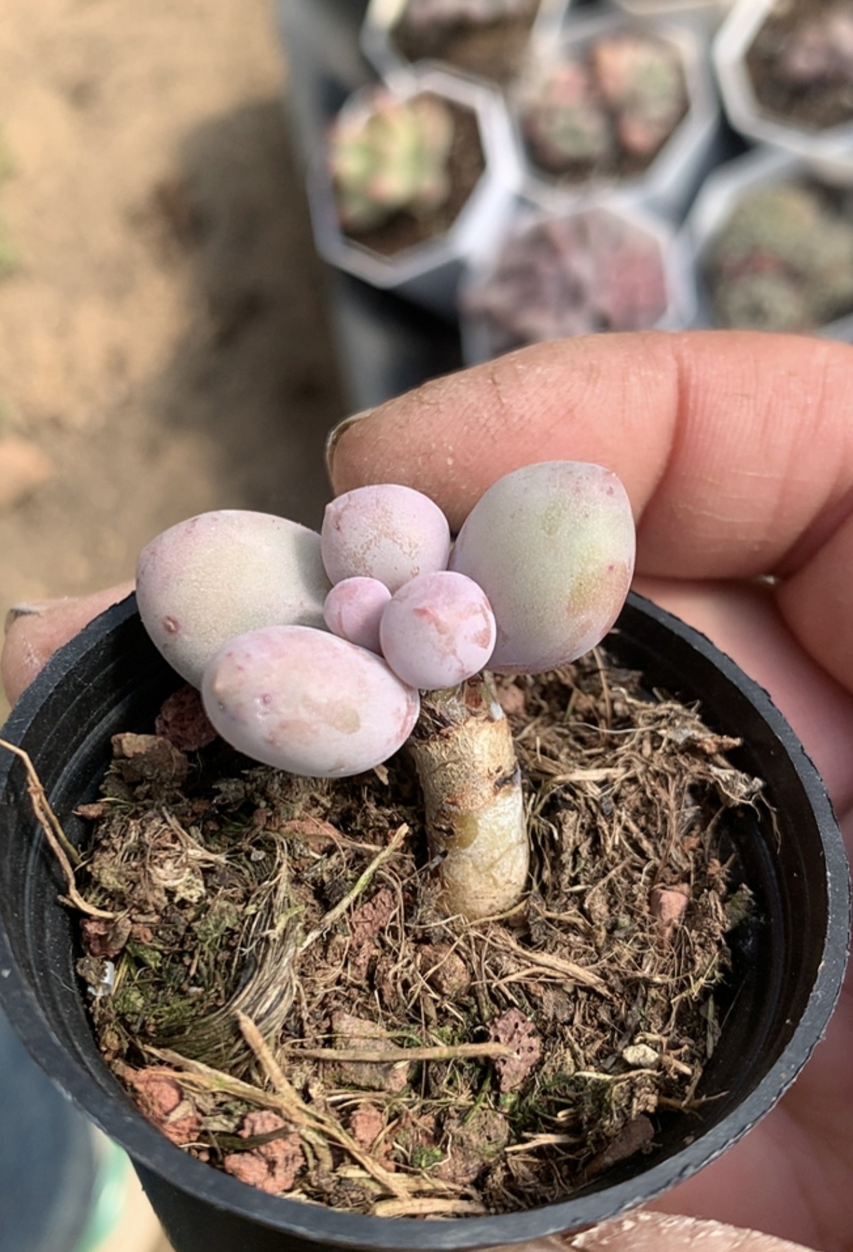 溜溜球 盆口6.5 cm 多肉植物懒人好养 一物一拍 盆栽19元包邮远38,鲜花速递/花卉仿真/绿植园艺,多肉植物,淘宝优惠券,粉丝福利购,淘宝优惠卷