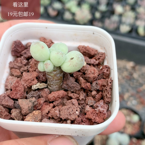 萤火虫奶酪