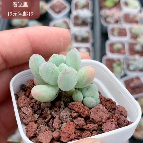 萤火虫奶酪