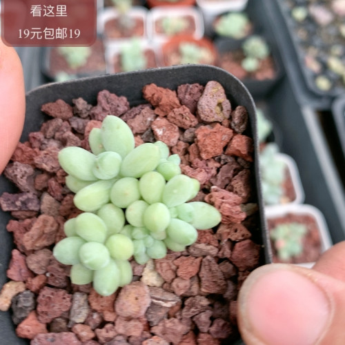 萤火虫奶酪