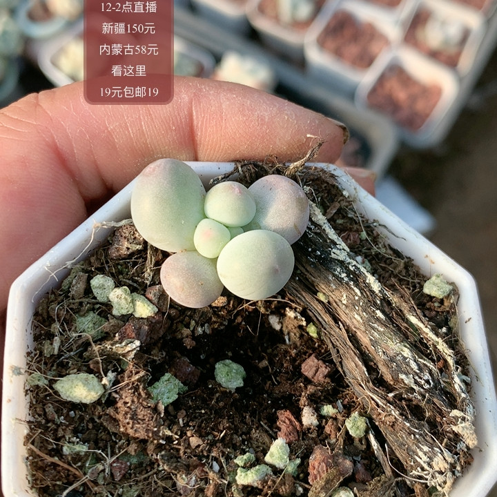 米可奶,鲜花速递/花卉仿真/绿植园艺,多肉植物,淘宝优惠券,粉丝福利购,淘宝优惠卷