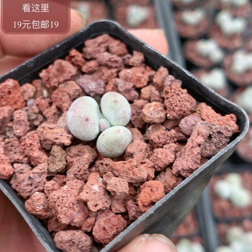 萤火虫奶酪