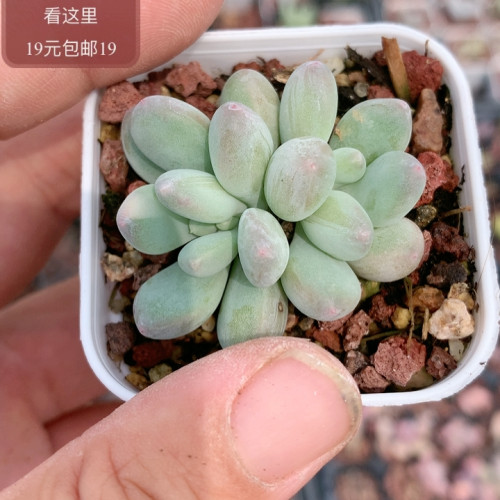 萤火虫奶酪少锦
